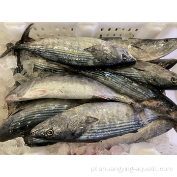 Peixe de pesca de cerco congelado Skipjack Bonito Tongol Atum